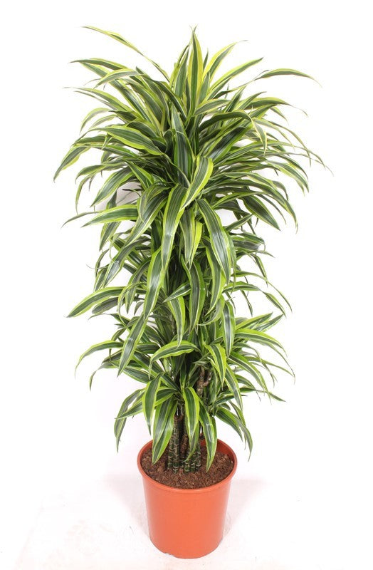 Dracaena fragrans Lemon Lime 150cm 30cm Pot