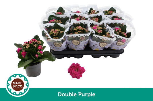 Kalanchoe purple 19cm 9cm Pot