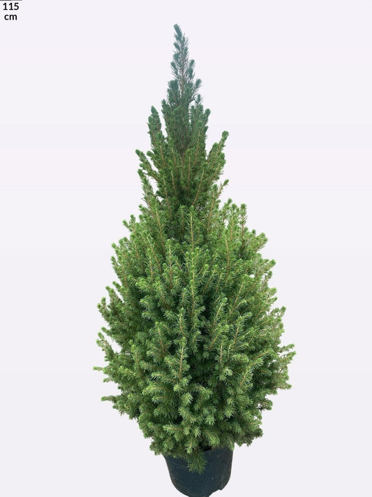 Picea gl. December 95cm 23cm Pot