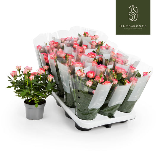 Rosa Kordana Fame 25cm 510cm Pot