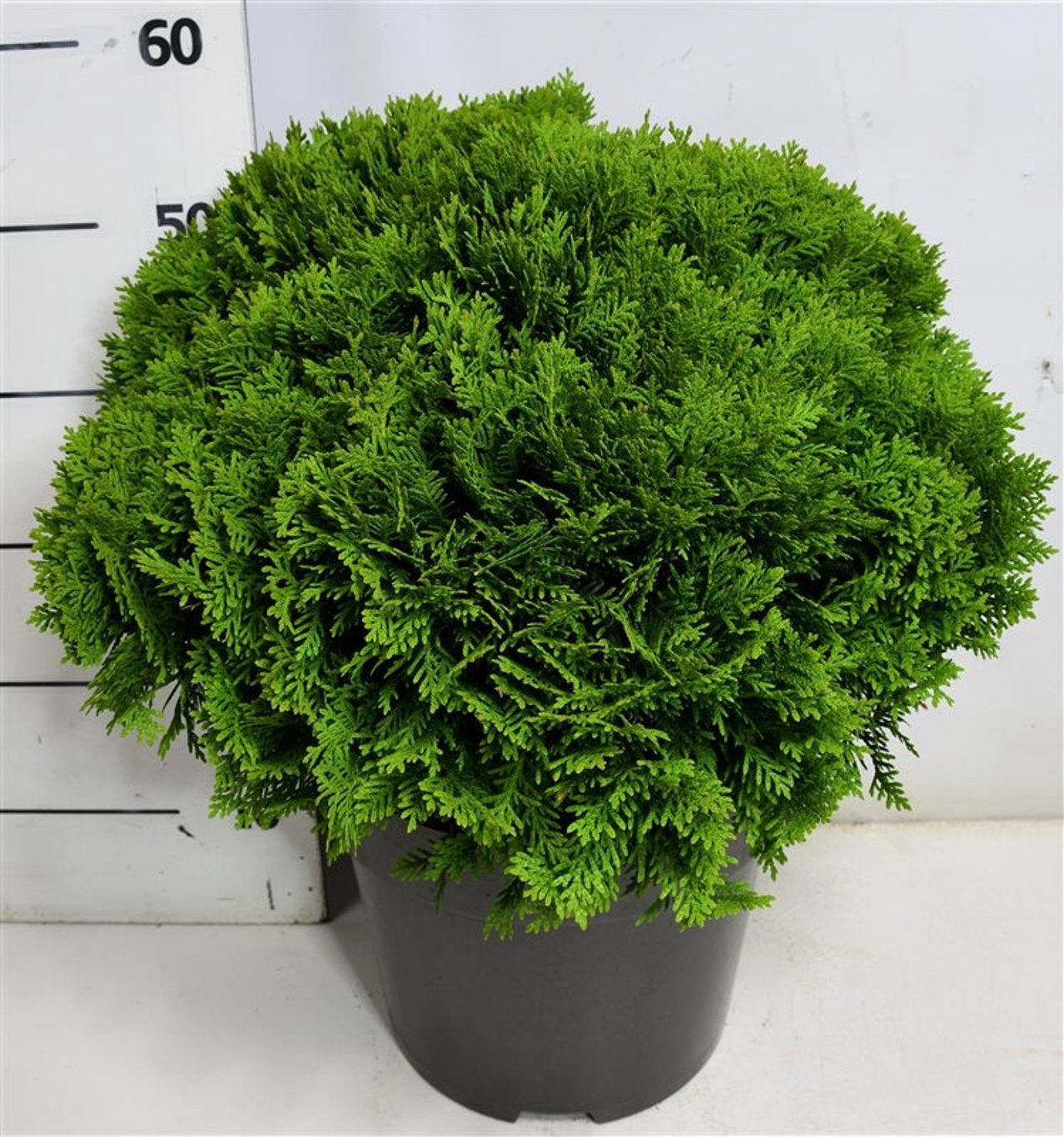 Thuja occidentalis Danica 60cm 32cm Pot