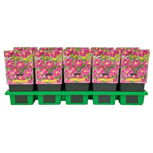 anemone-hup-prinz-heinrich-25cm-11cm-pot