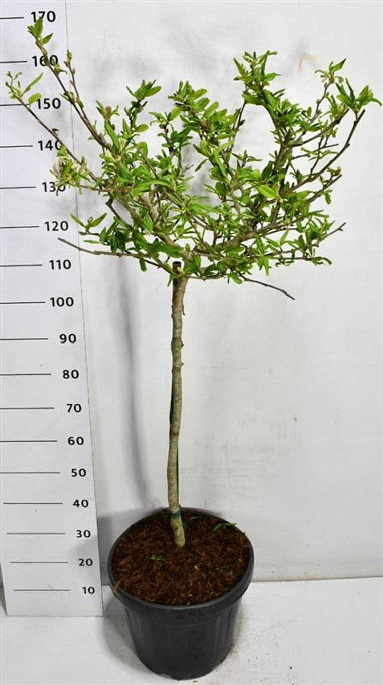 Bloemenkampen BV, Hkw. de Magnolia stellata Rosea Pack of 1