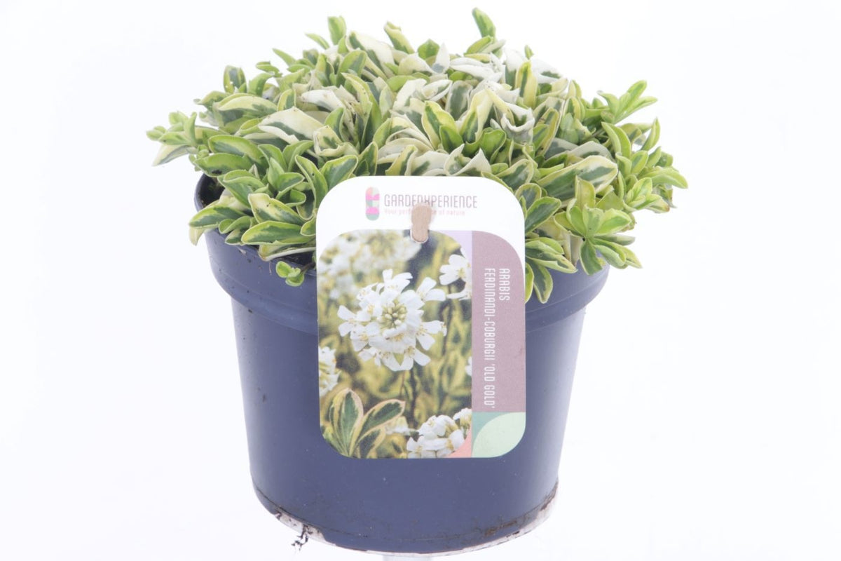 Arabis fer. Old Gold 15cm 13cm Pot