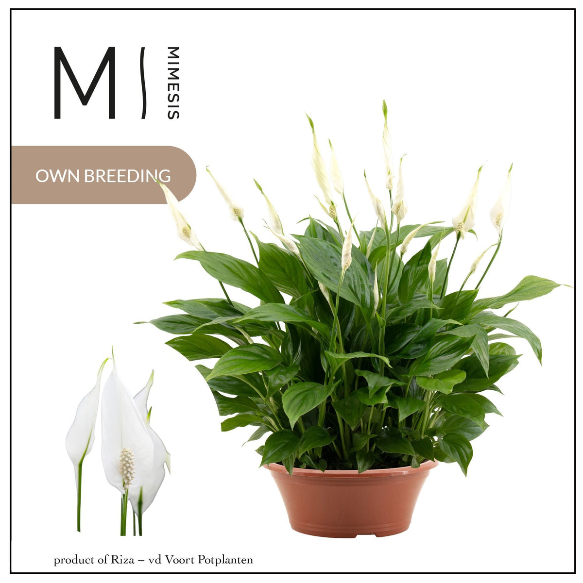 Spathiphyllum Bellini 40cm 23cm Pot