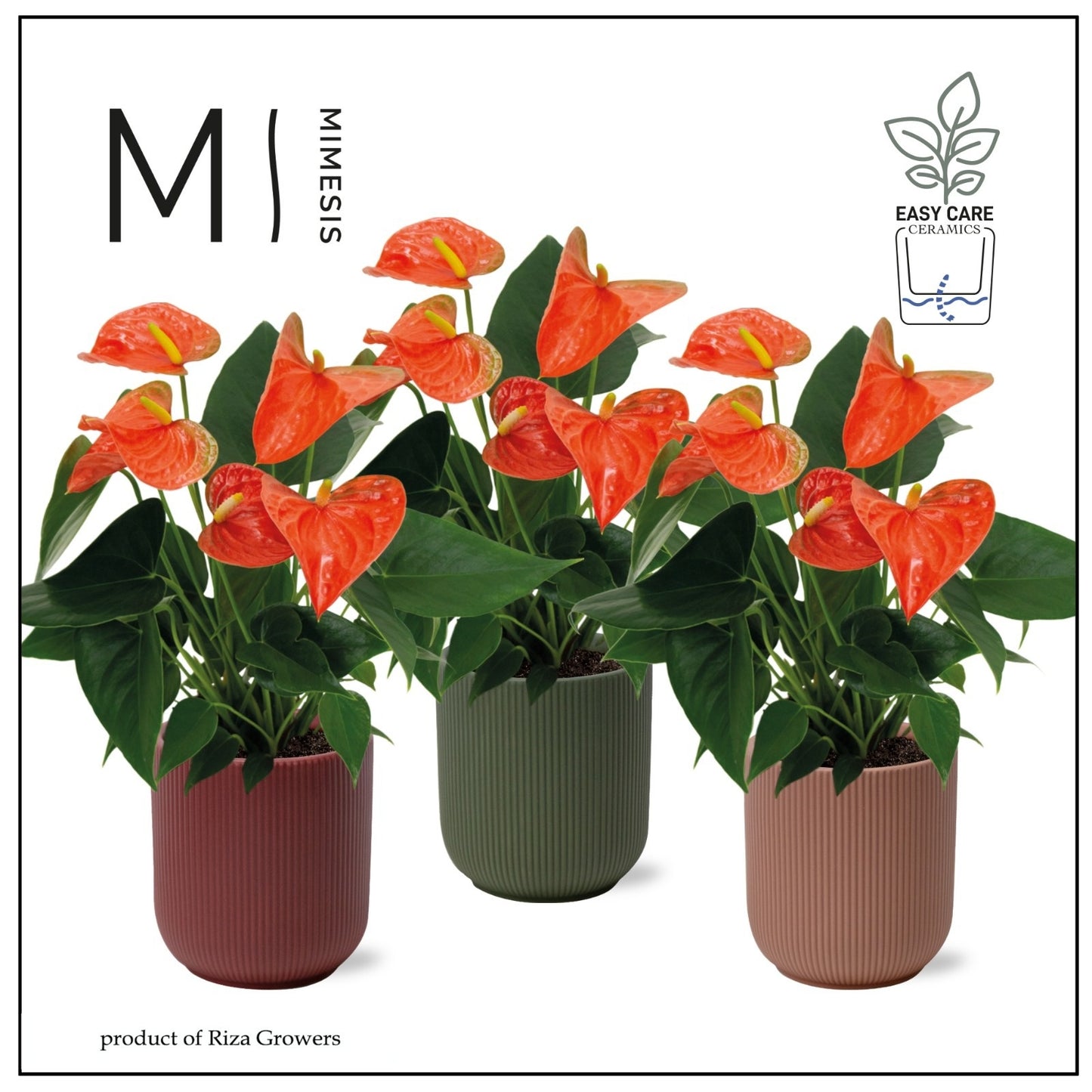 Riza Karma Plants Anthurium Karma Orange Pack of 3