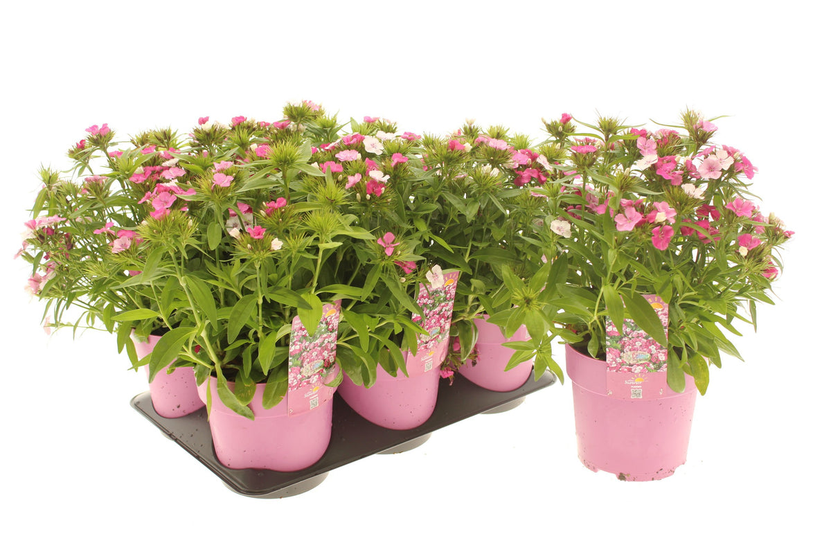 Dianthus bar. Dart Pink Magician 15cm 15cm Pot