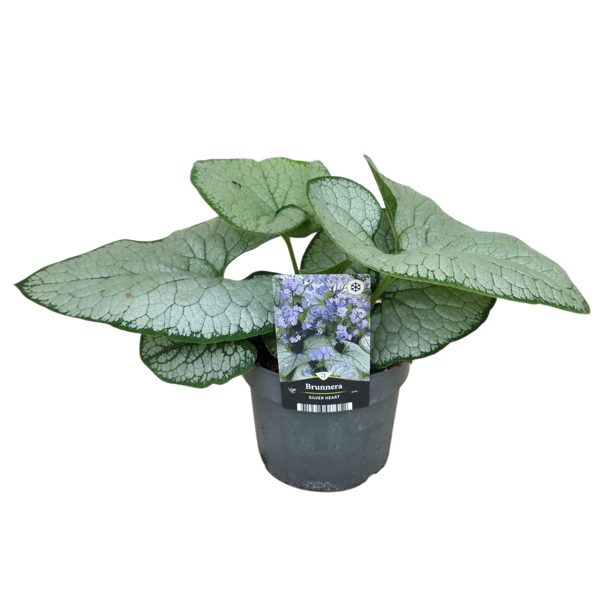 Florizon Plants Brunnera macrophylla Pack of 6