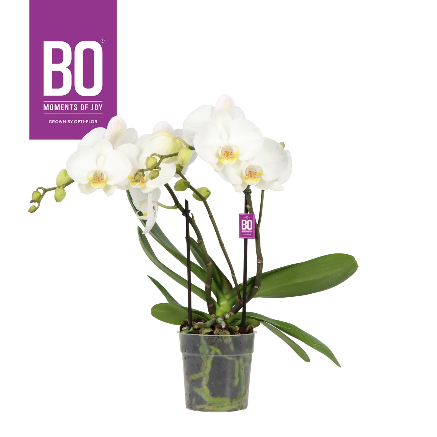 Phalaenopsis Big50 55cm 12cm Pot