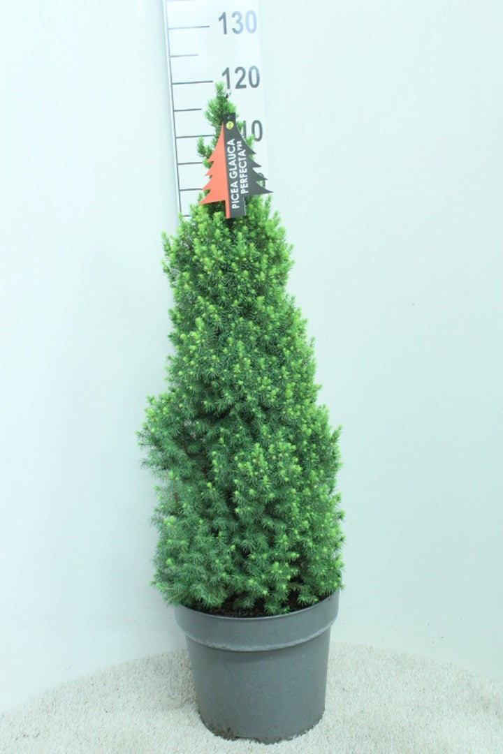 Picea glauca Perfecta 110cm 32cm Pot