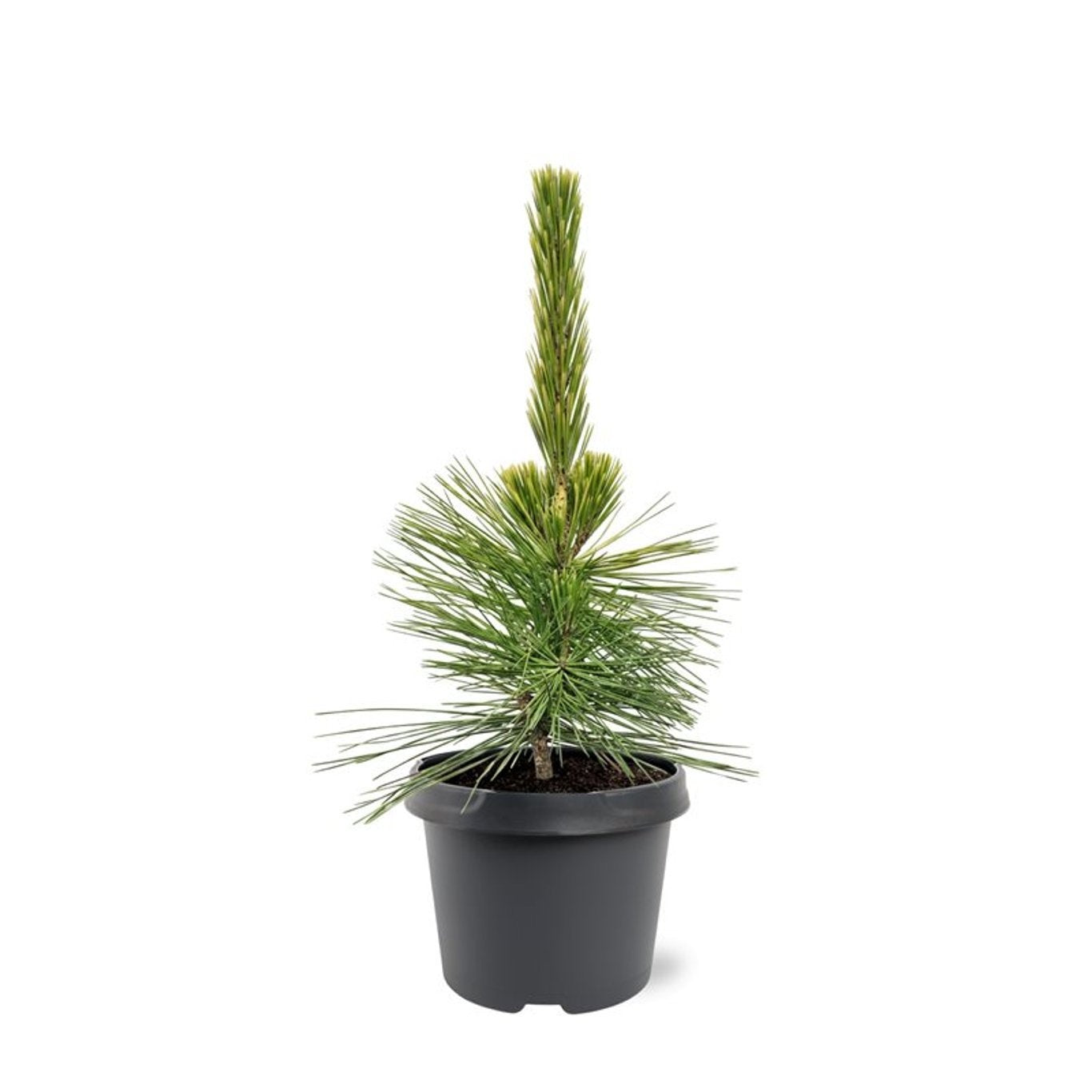 Pinus thunbergii 40cm 19cm Pot