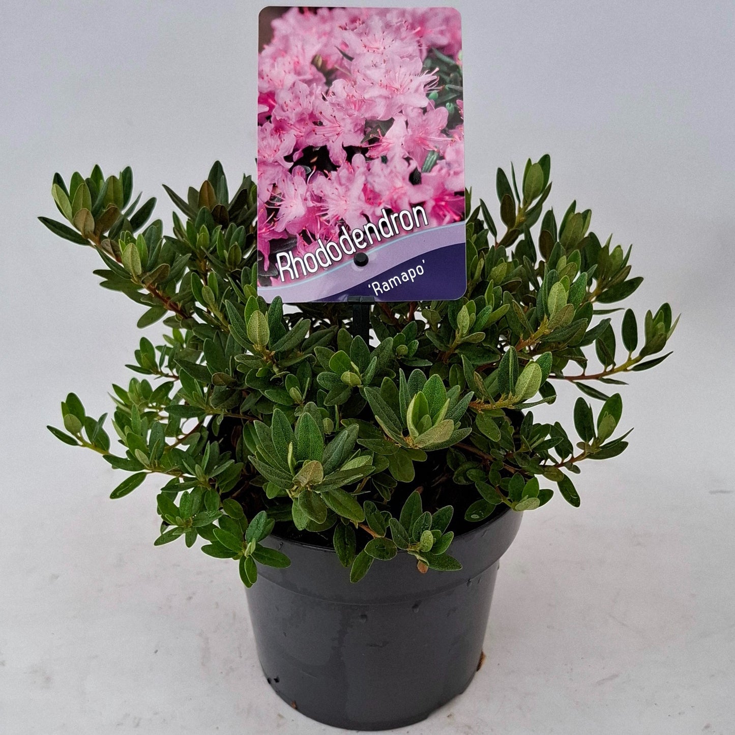 Rhododendron Ramapo 20cm 17cm Pot