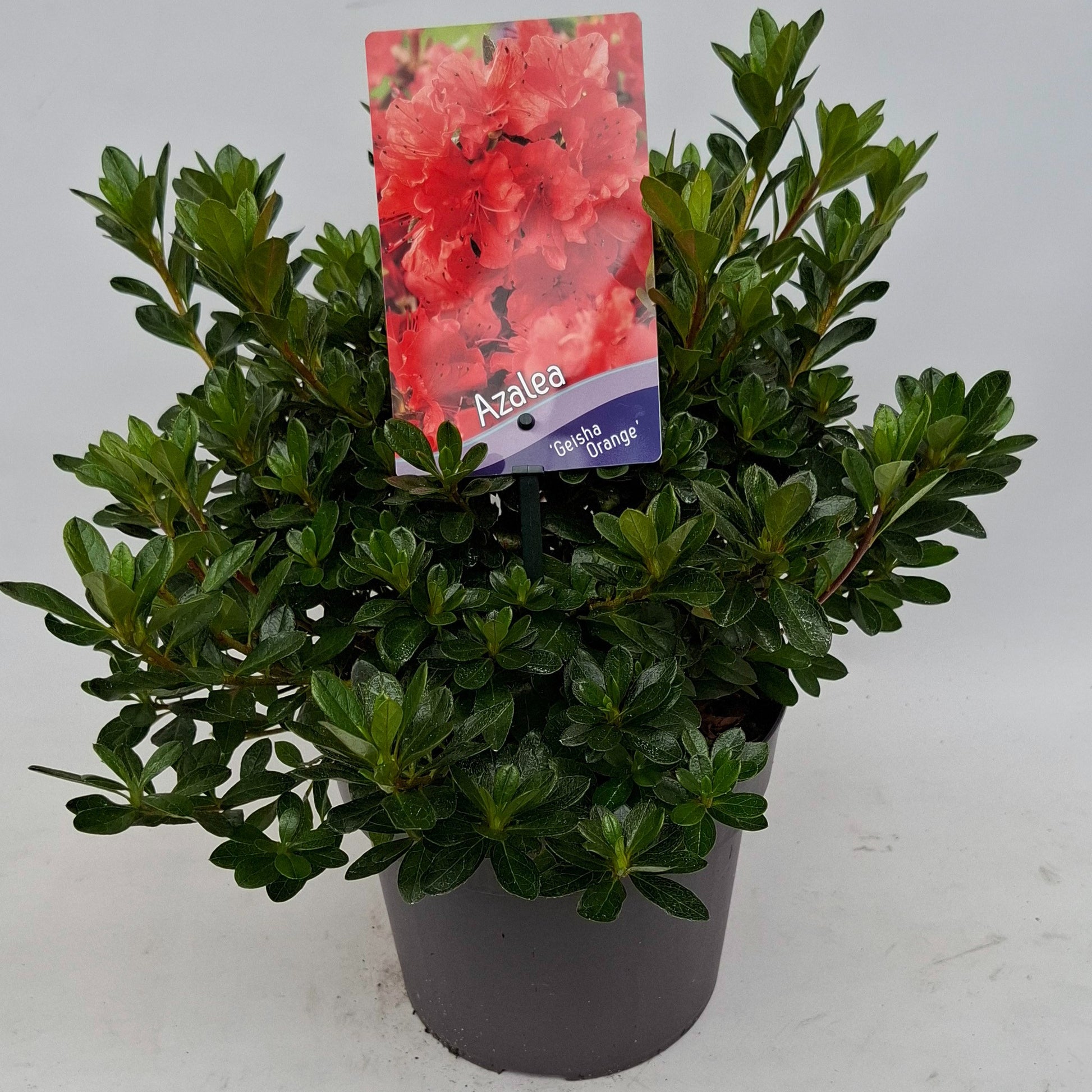 J.C.A.M. van Acht Rhododendron Geisha Orange Pack of 1