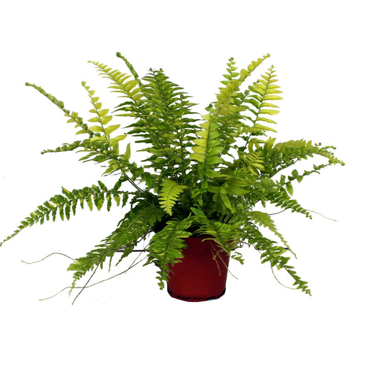 Nephrolepis exaltata 30cm 12cm Pot