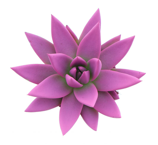 Rainbow cerise 246 8cm 6cm Pot