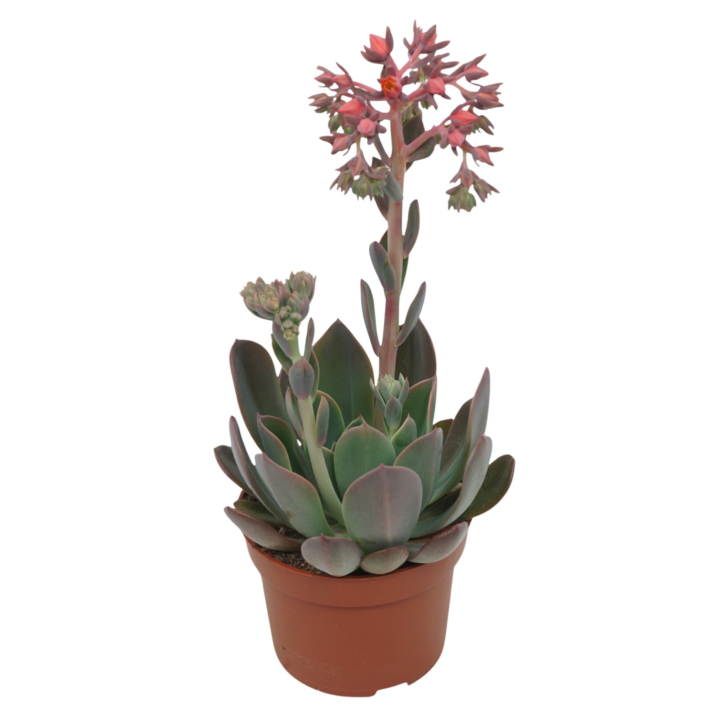 Echeveria Blue Prince 25cm 10.5cm Pot