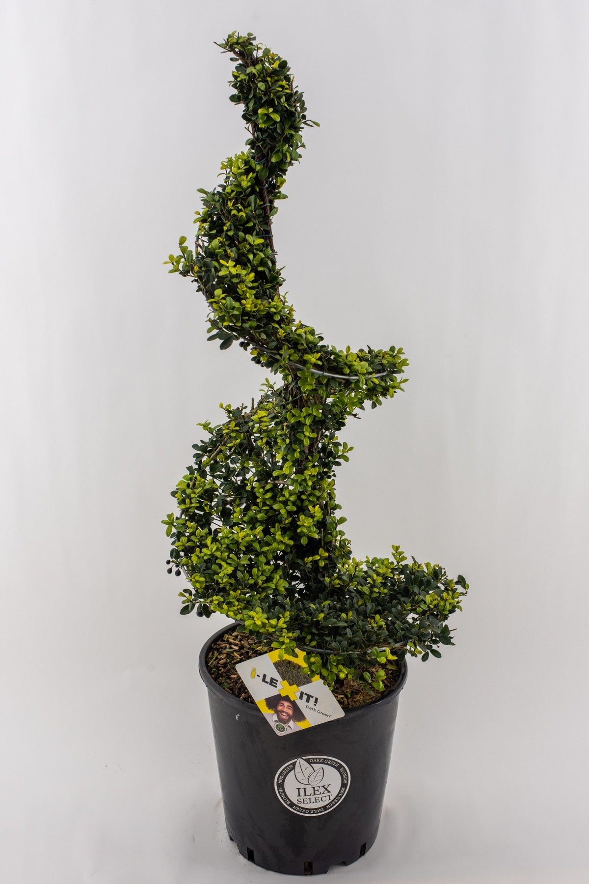 Ilex crenata Dark Green 105cm 30cm Pot