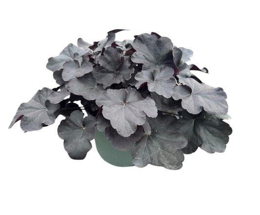 Heuchera Black Taffeta 25cm 19cm Pot
