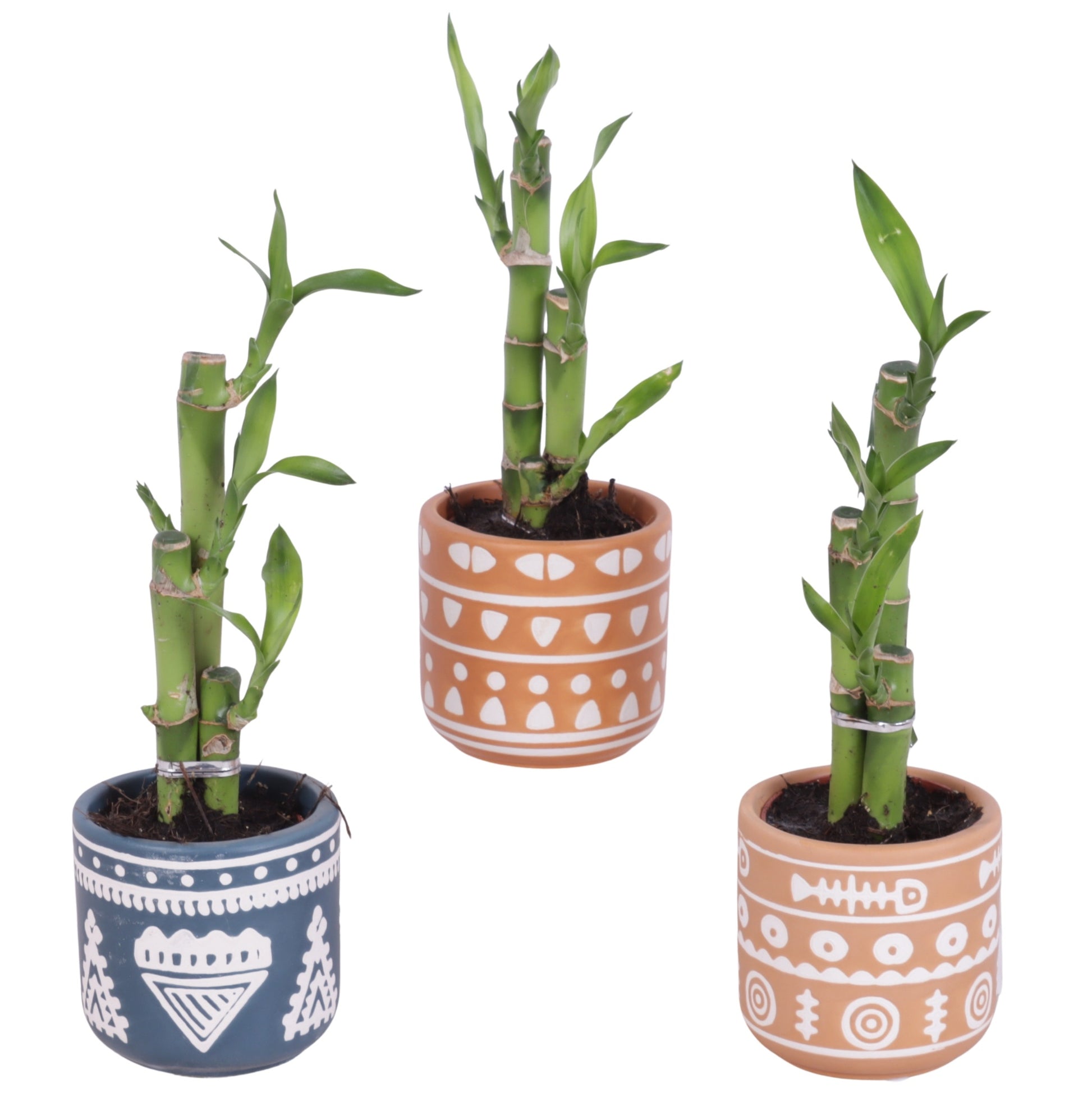 Drac. Lucky Bamboo 25cm 7cm Pot