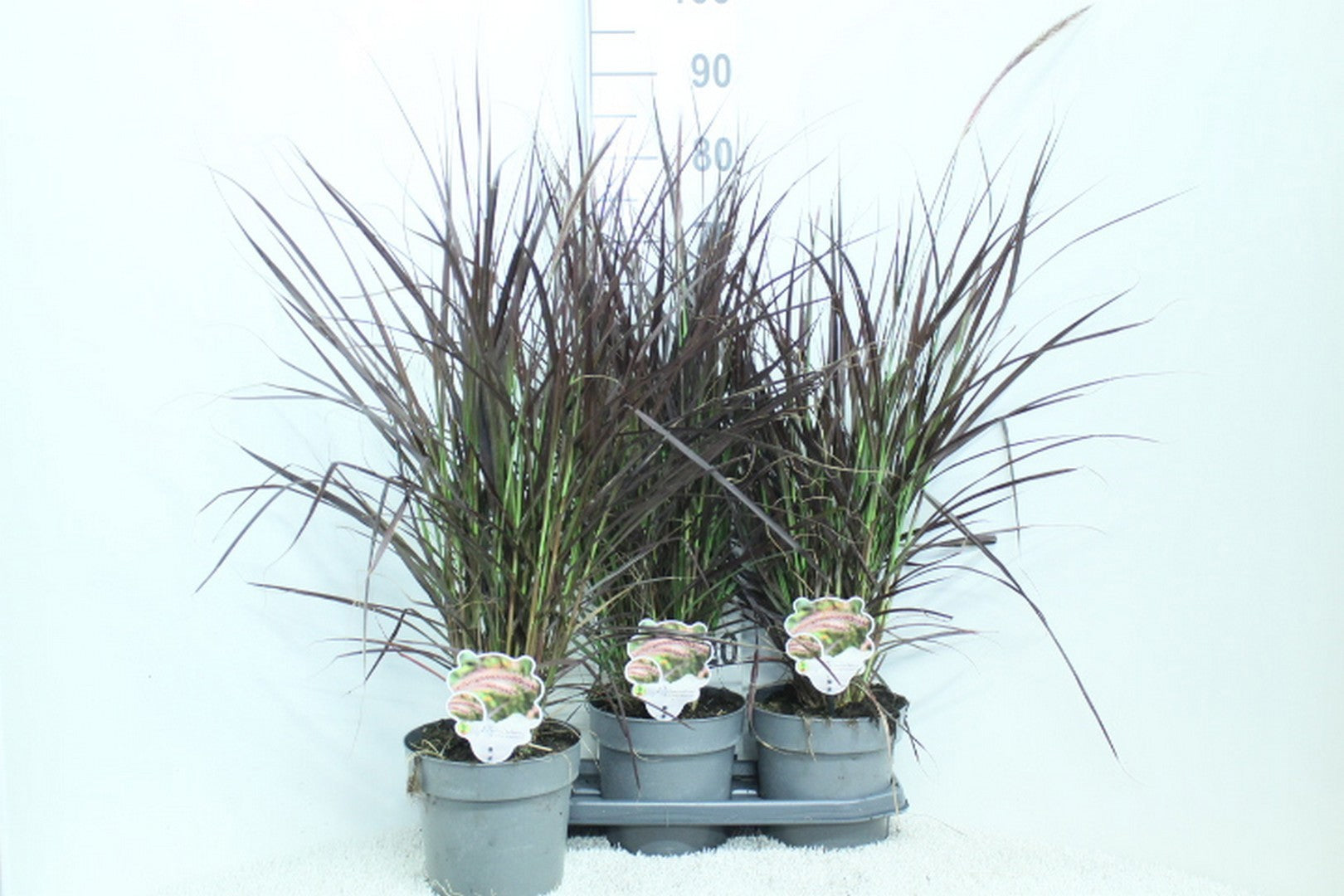 Pennisetum mix 90cm 19cm Pot