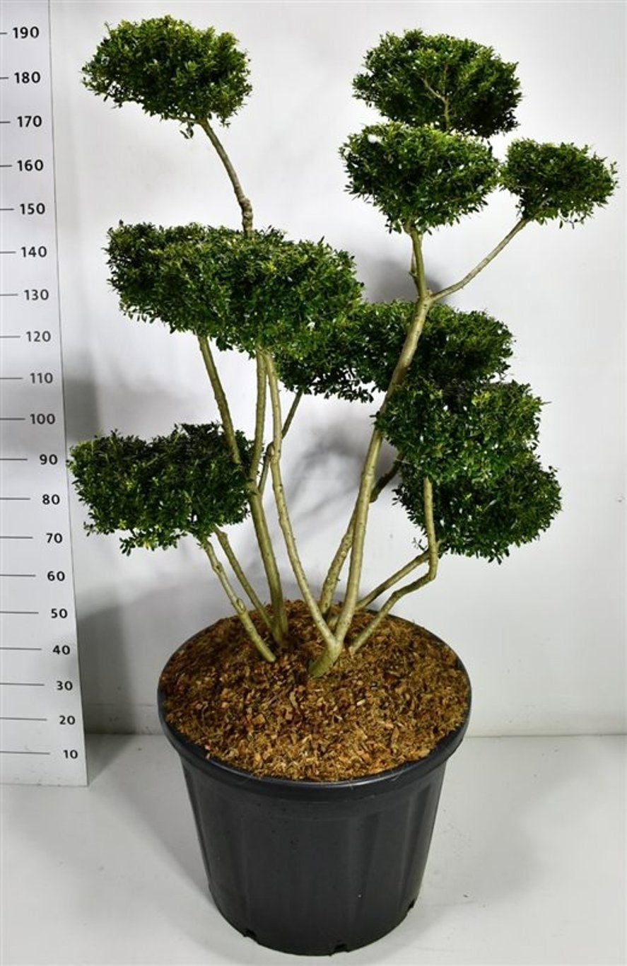 Ilex crenata 200cm 65cm Pot