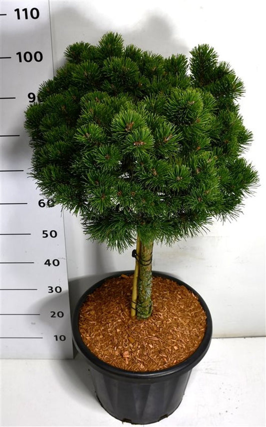 Pinus hybrid 115cm 38cm Pot