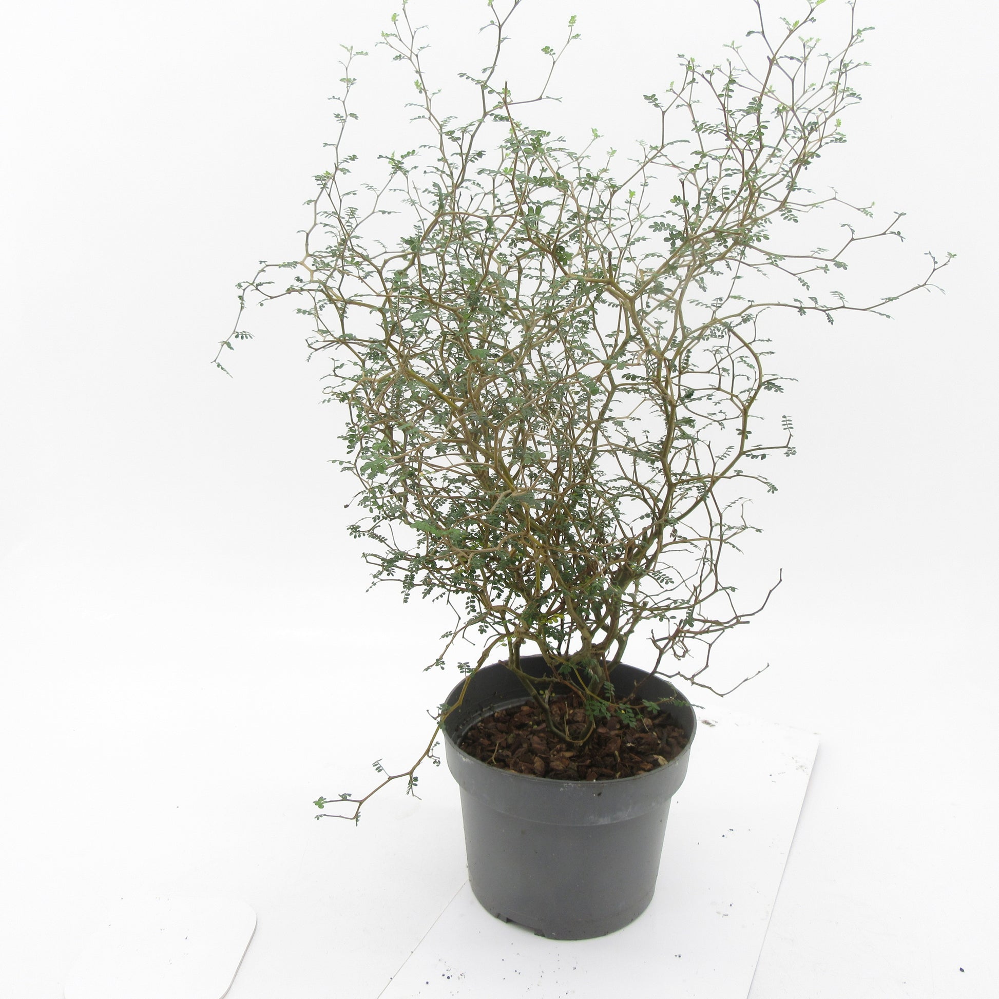 Sophora pros. Little Baby 45cm 19cm Pot
