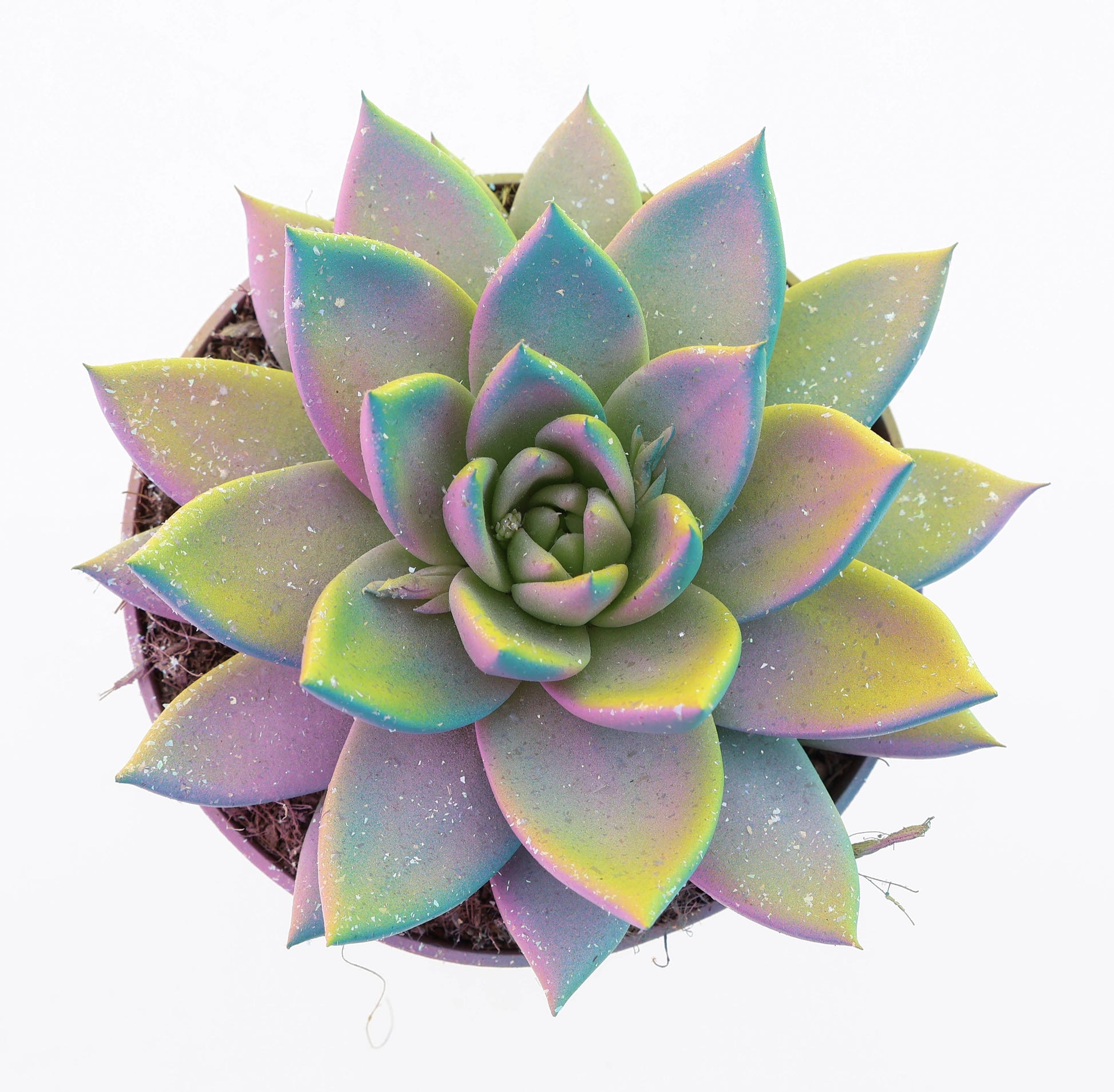 Miranda multi glitter mix 15cm 12cm Pot