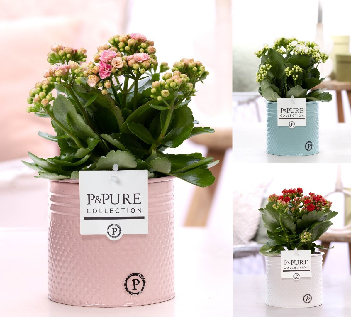 Kalanchoe Rosalina mix 27cm 12cm Pot