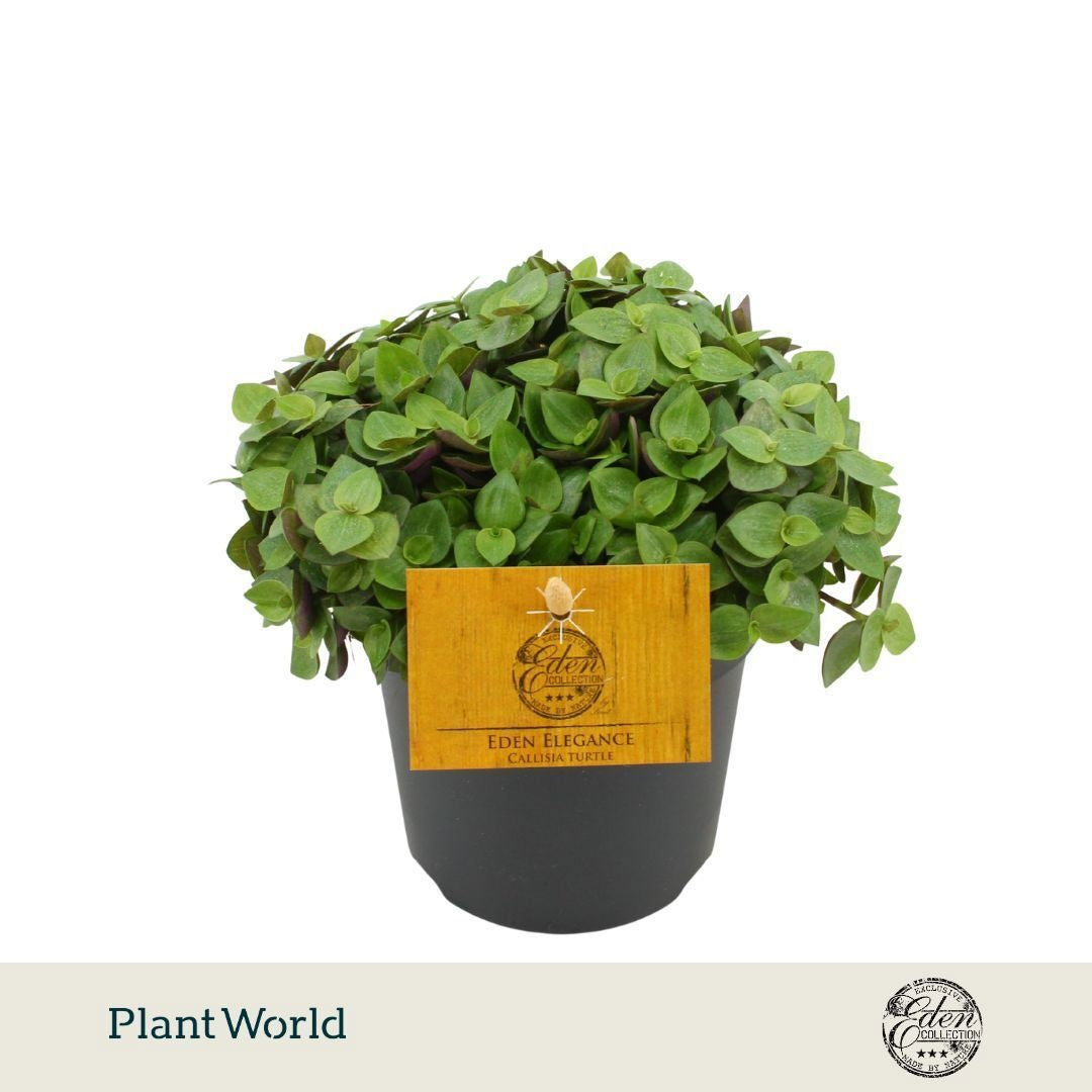 Plantworld Smit Kwekerij Callisia Turtle Pack of 10