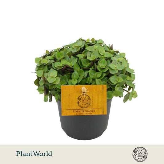 Plantworld Smit Kwekerij Callisia Turtle Pack of 10
