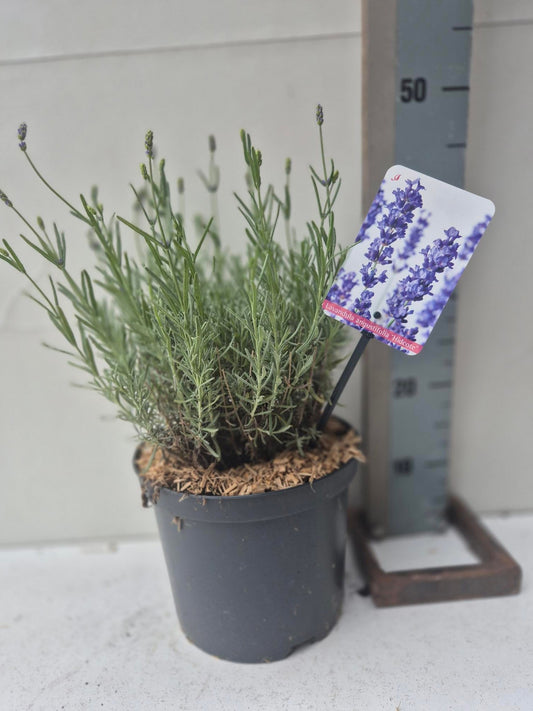 Lavandula Hidcote 50cm 23cm Pot
