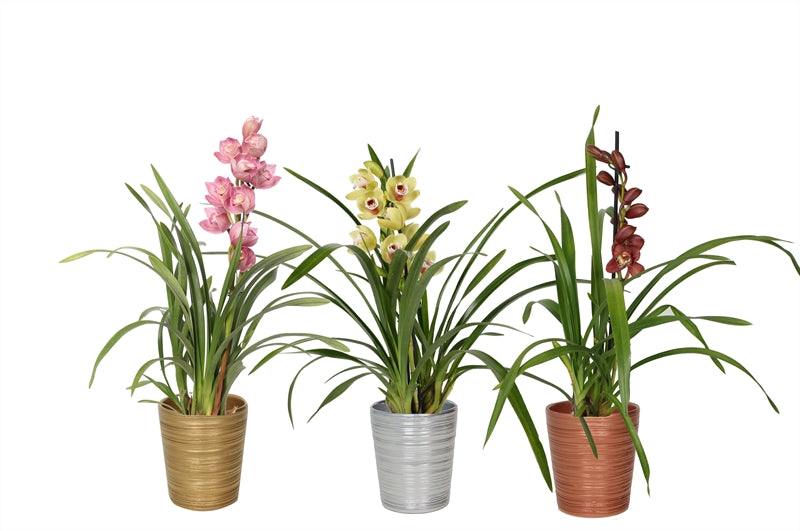 Cymbidium mix 50cm 12cm Pot