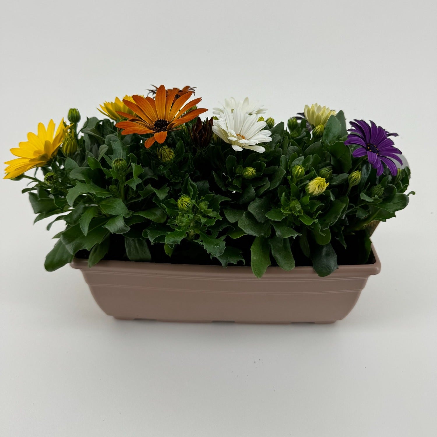 Osteospermum Margarita mix 24cm 27cm Pot