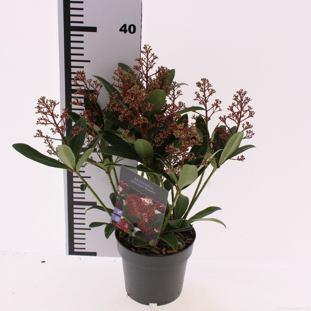 Skimmia japonica Rubella 20cm 13cm Pot