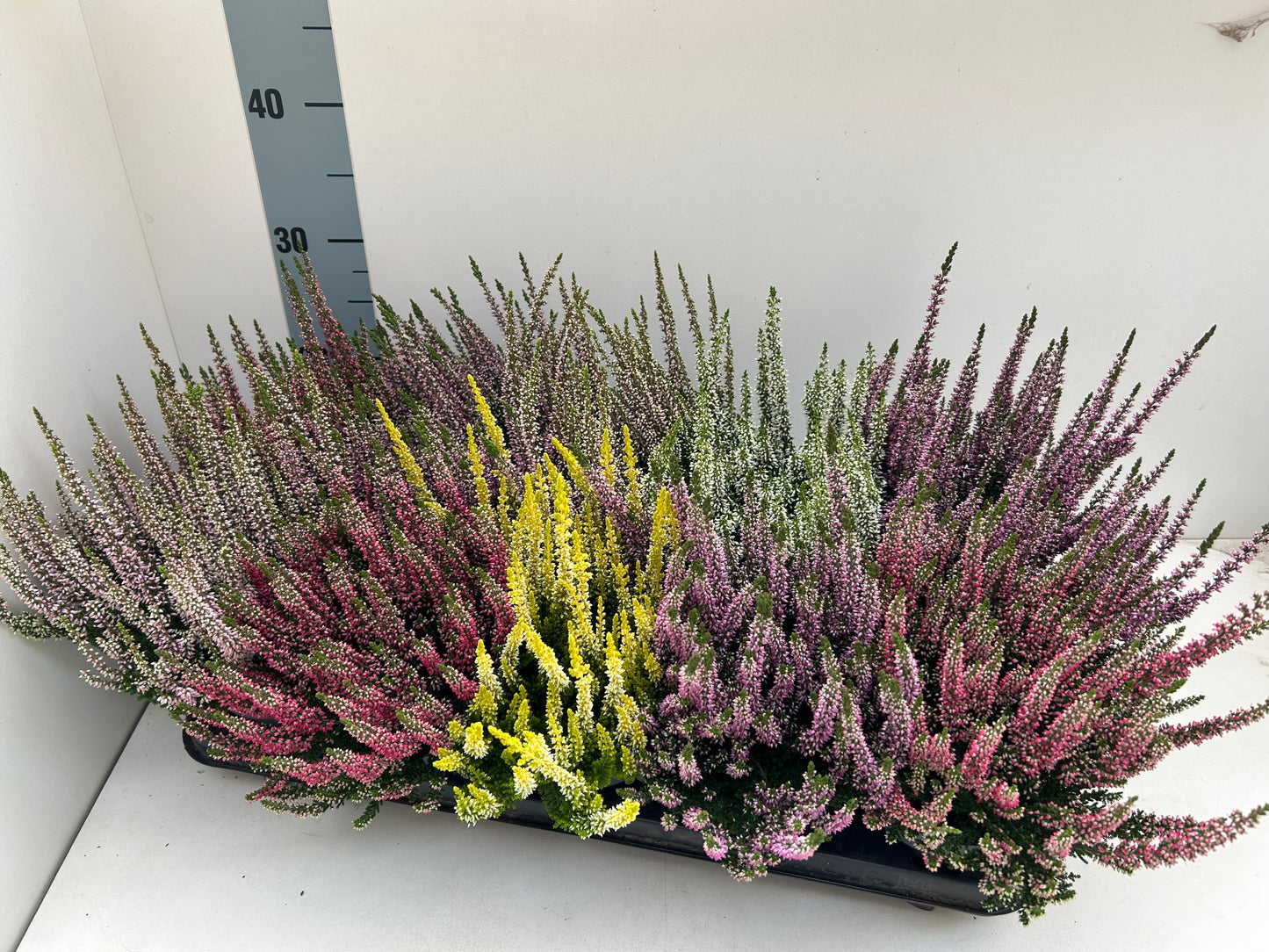 Calluna Beauty Ladies mix 25cm 510cm Pot