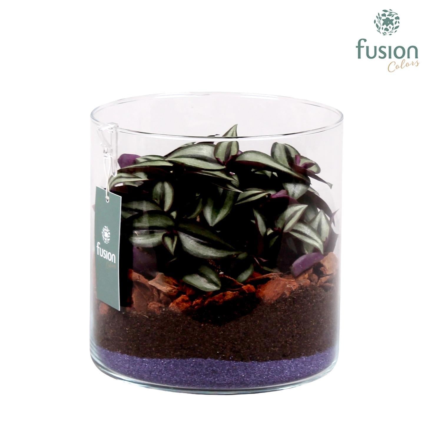 Glas cilinder Lucille groot met groen plant 20cm 19cm Pot