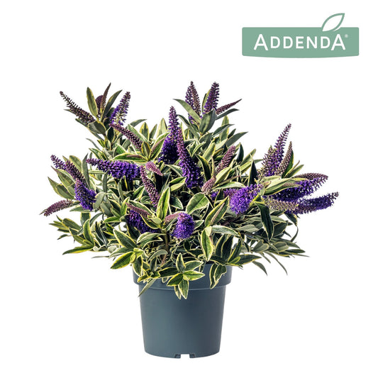 Hebe Varia Wild Blue 30cm 15cm Pot