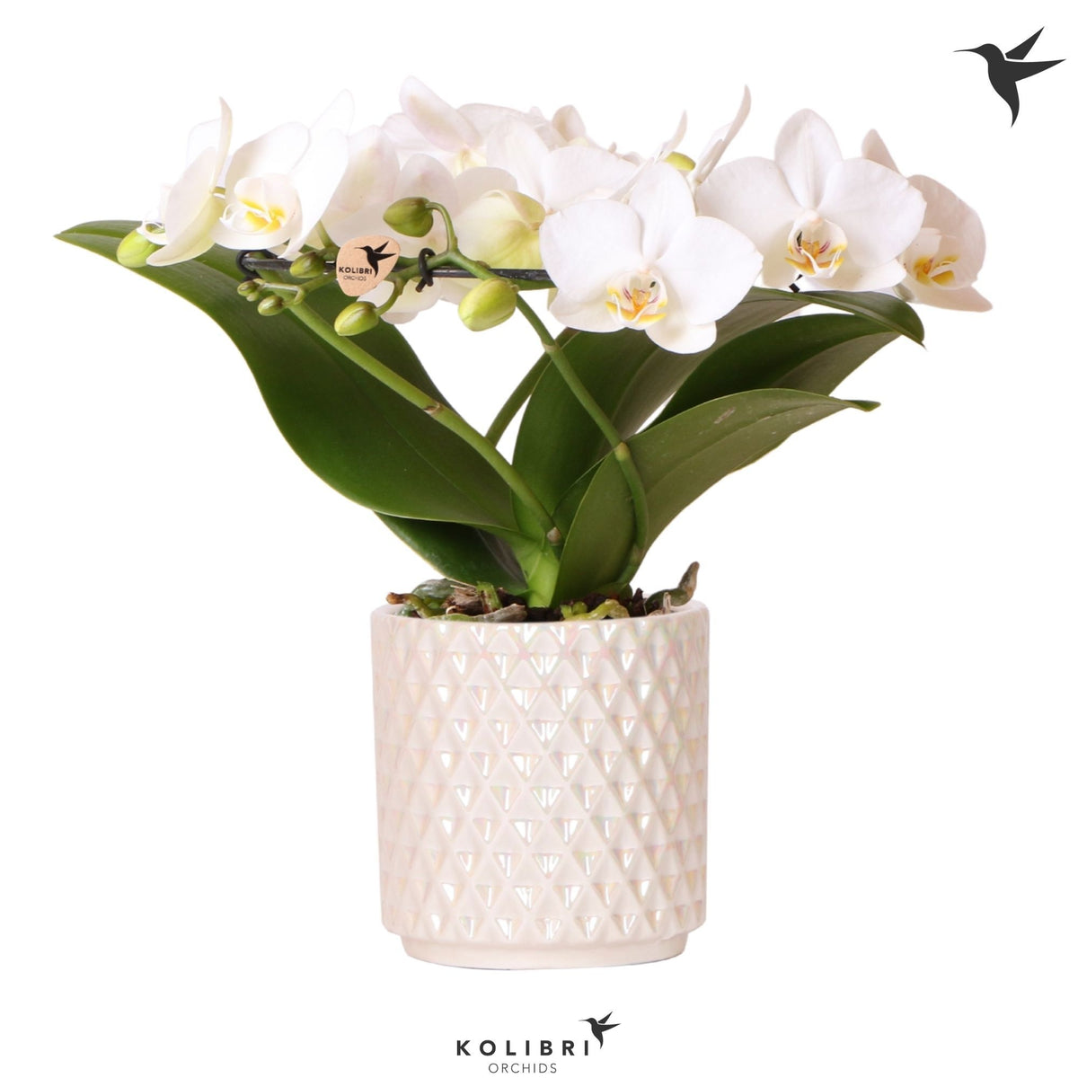 Phalaenopsis multiflora white 30cm 9cm Pot