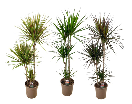 Dracaena mix 130cm 24cm Pot