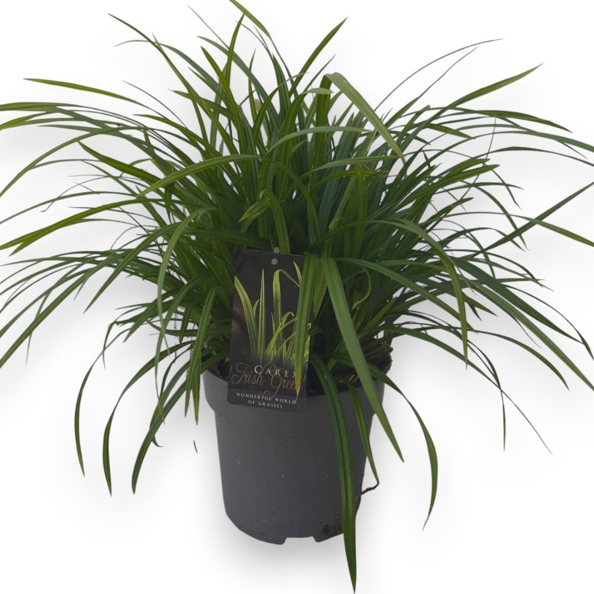 Carex morrowii 50cm 22cm Pot