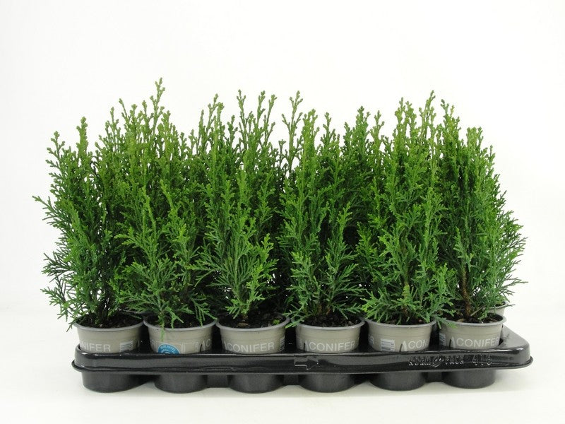 Bloemendaal, Fa.Kw. Chamaecyparis Robusta Pack of 18
