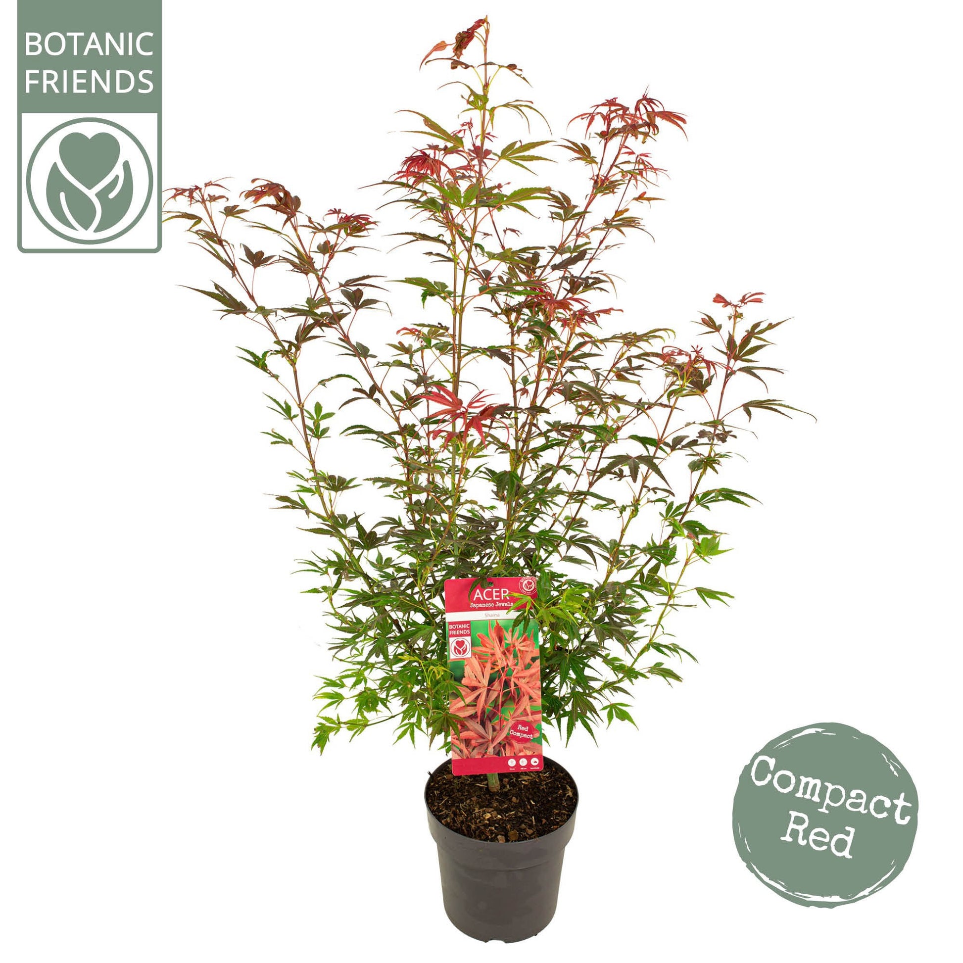Acer Shaina 80cm 24cm Pot