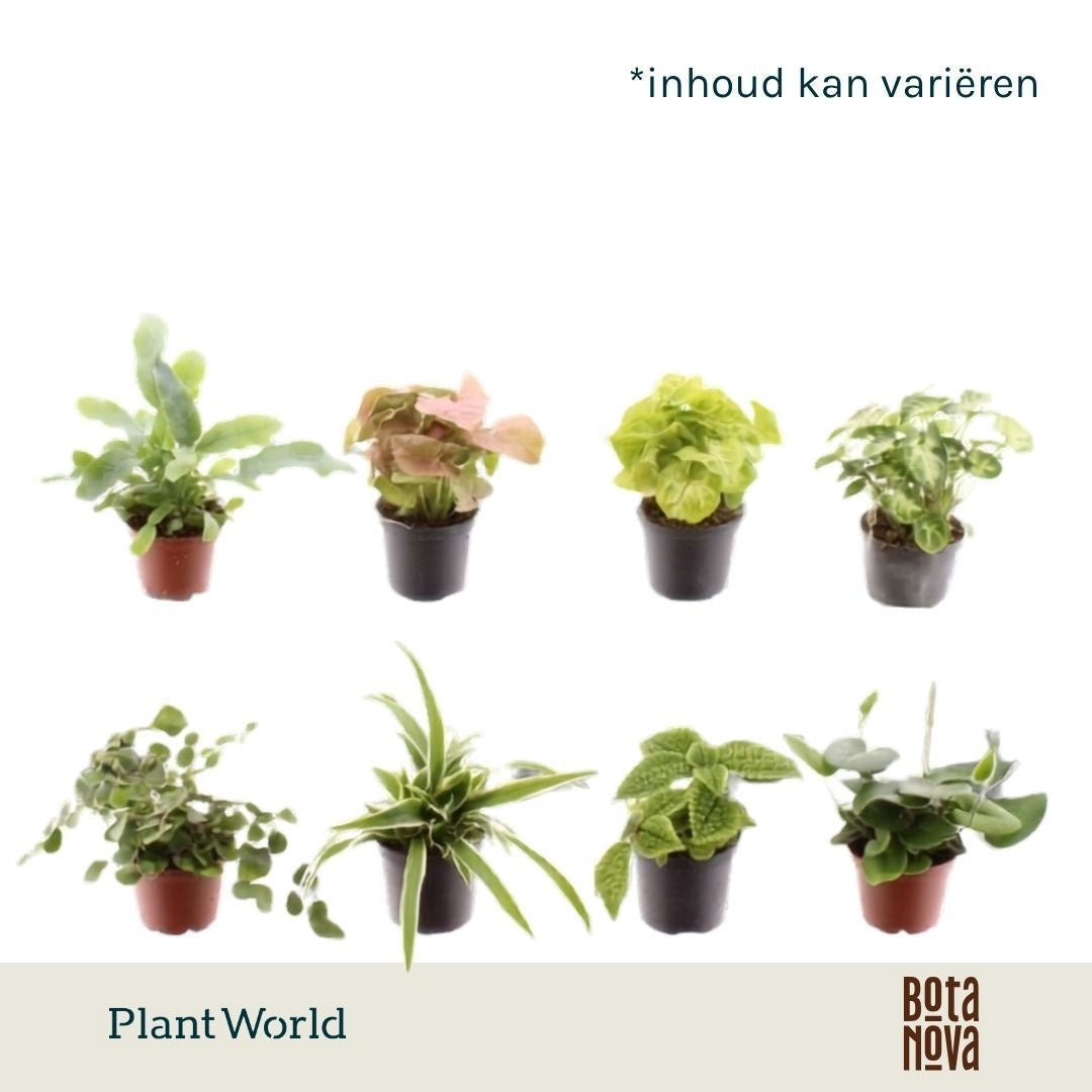 Keen on Green mix Florida 7 cm 15cm 7cm Pot