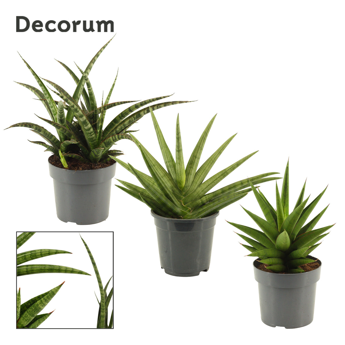 sansevieria-35cm-17cm-pot