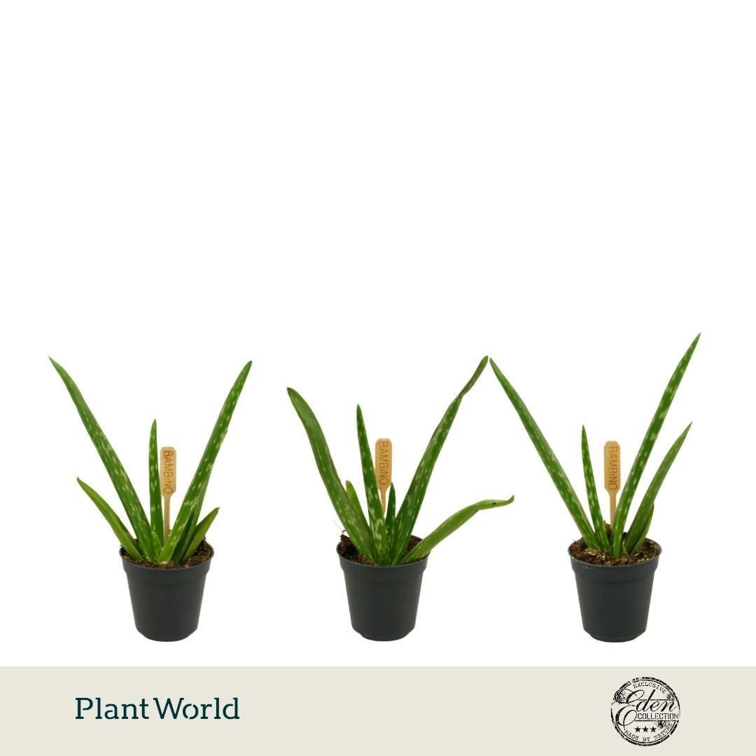 Aloe vera 10cm 5.5cm Pot