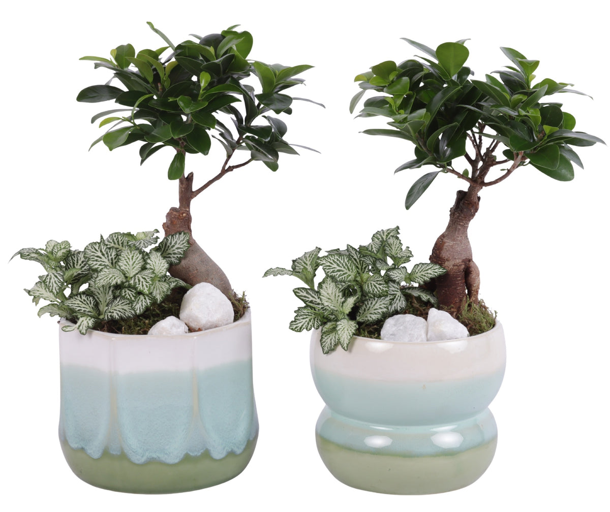 Indoor arrangement 35cm 15cm Pot