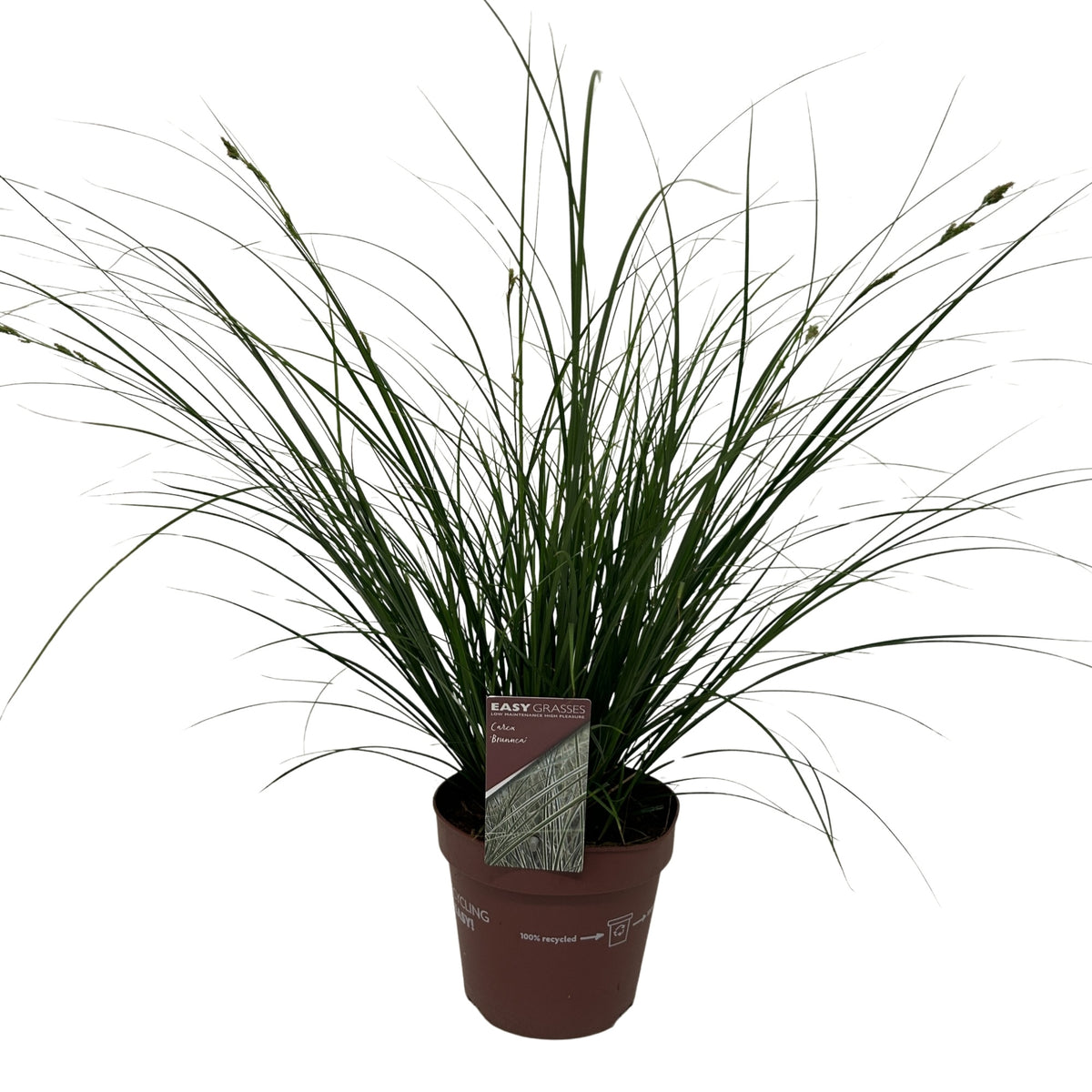 Carex brunnea 45cm 17cm Pot