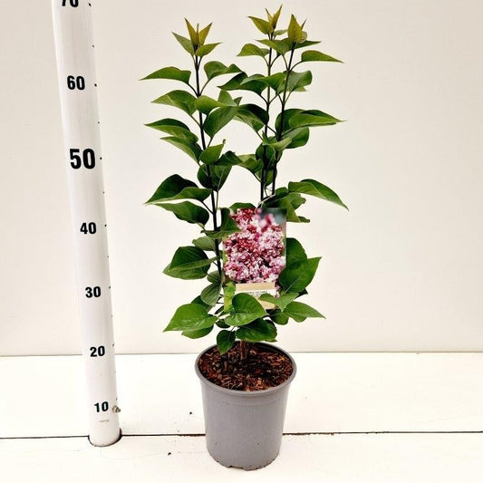 Syringa vulgaris Katherine Havemeyer 35cm 17cm Pot