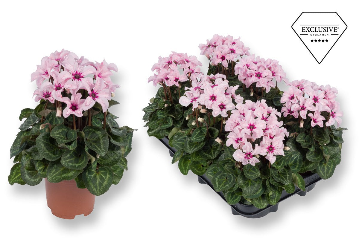 Cyclamen Illusia 25cm 510cm Pot